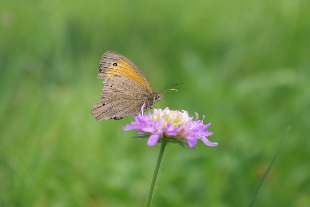 Pincushion flower attracting a butterfly