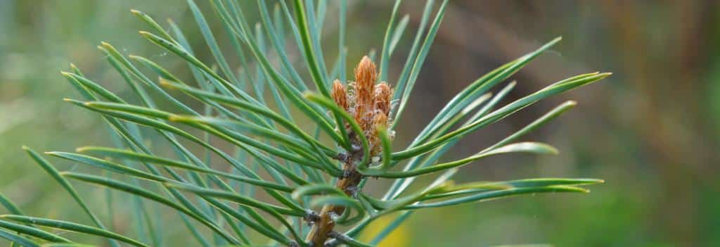 Young sprig of pine, edible and full of healthy benefits