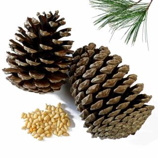 Pine tree branches, cones and fruit pips are healthy for the body.