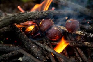 A couple chestnuts roasting in a campfire
