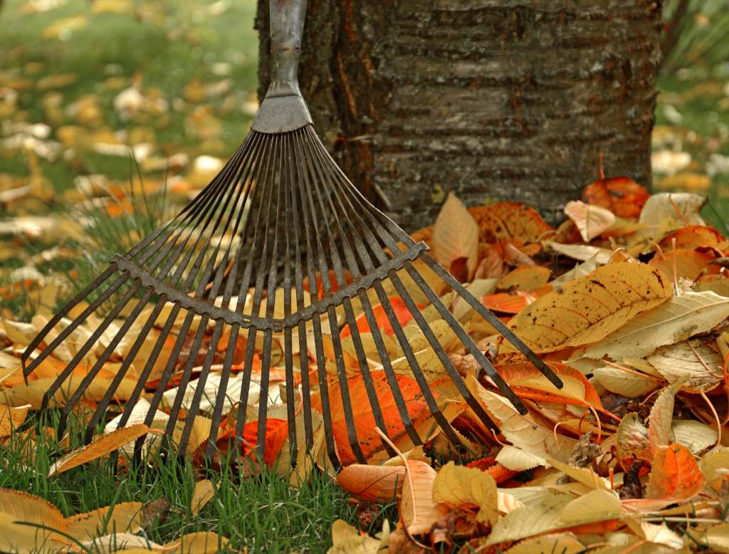 A rake and leaves against a cherry tree trunk.