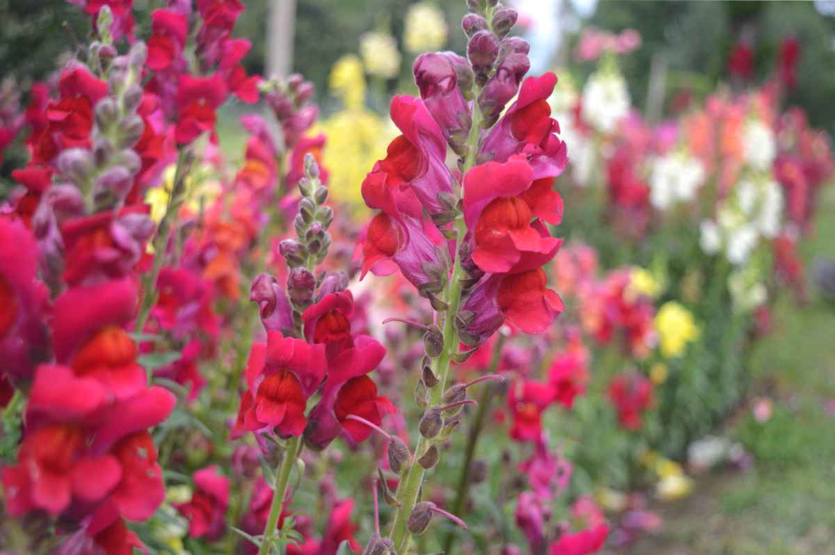 Snapdragon in a field
