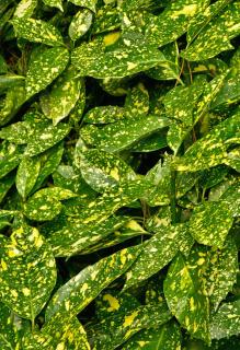 Spotted laurel pruning