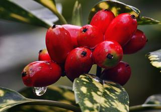 Spotted laurel leaves with a cluster of red olive-shaped berries in the center.