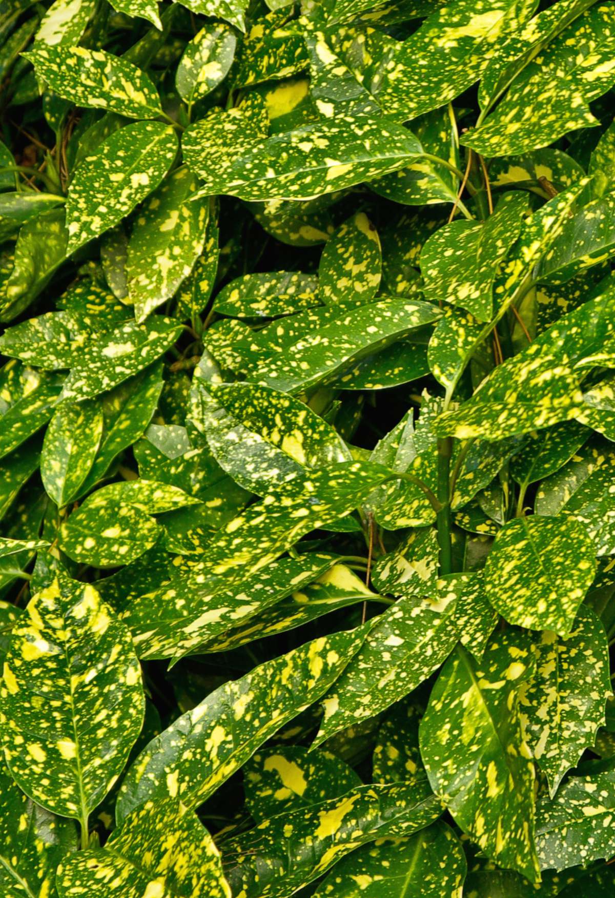 Spotted Laurel Planting Pruning And Care