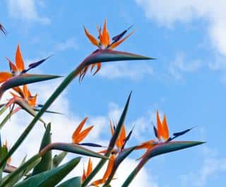 Strelitzia regina