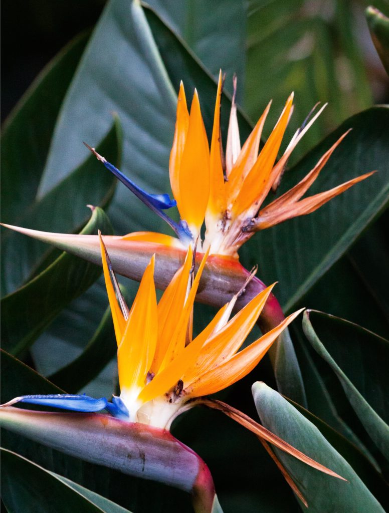 Two yellow and blue strelitzia blooms against a deep green leaf.