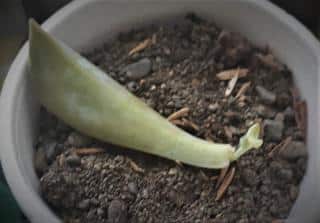 Leaf sprouting a bud