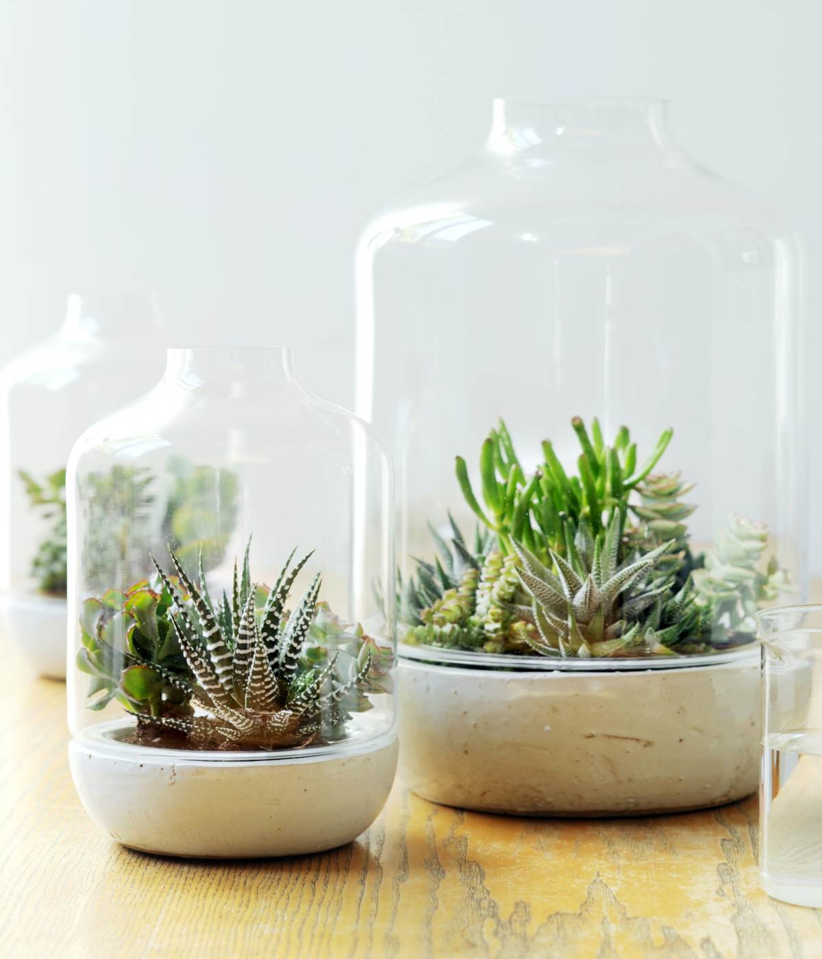 Easy to care for succulents in a glass jar