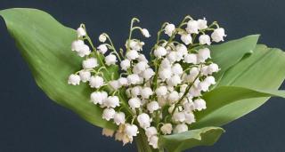 Bouquet of lily of the valley.