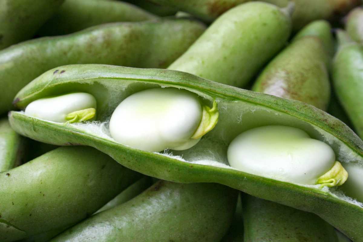 Three beans sprouting in an open pod