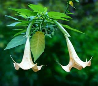 Two white brugmansia flowers hanging from the branch, with unopened buds in the background.