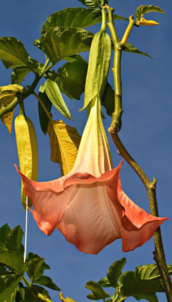 Dangling brugmansia flower opening up to reveal peach-colored blooms.