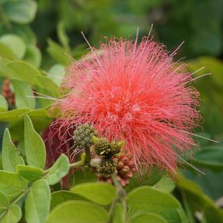Pink calliandra flower with more budding flowers.