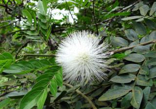 Calliandra care