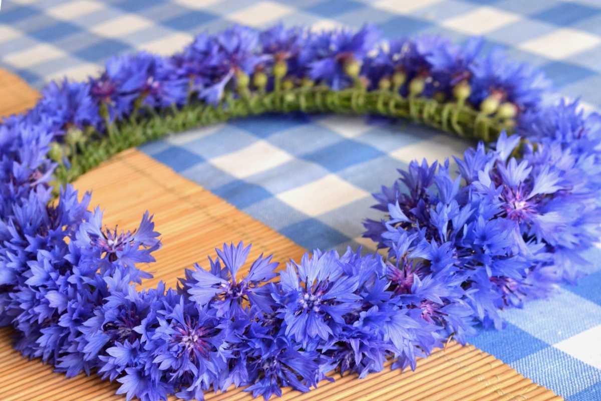 Cornflower wreath worn for its health benefits