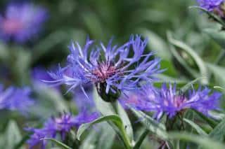 Health benefits of cornflower