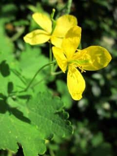 Greater celandine planting