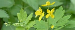 Greater celandine plant