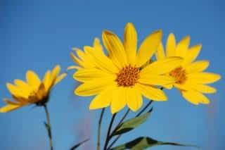 Jerusalem artichoke flowers are edible