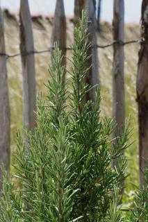 Well-cared for rosemary along the coast