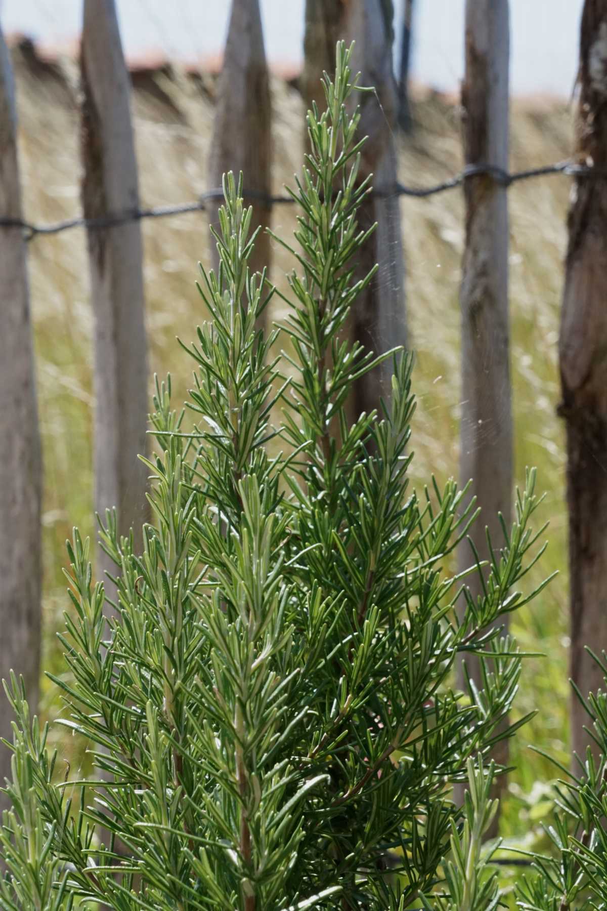 Rosemary Growing Care And Harvest Of Rosemary,Coin Stores Near Me Open