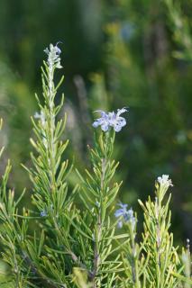 Blooming rosemary