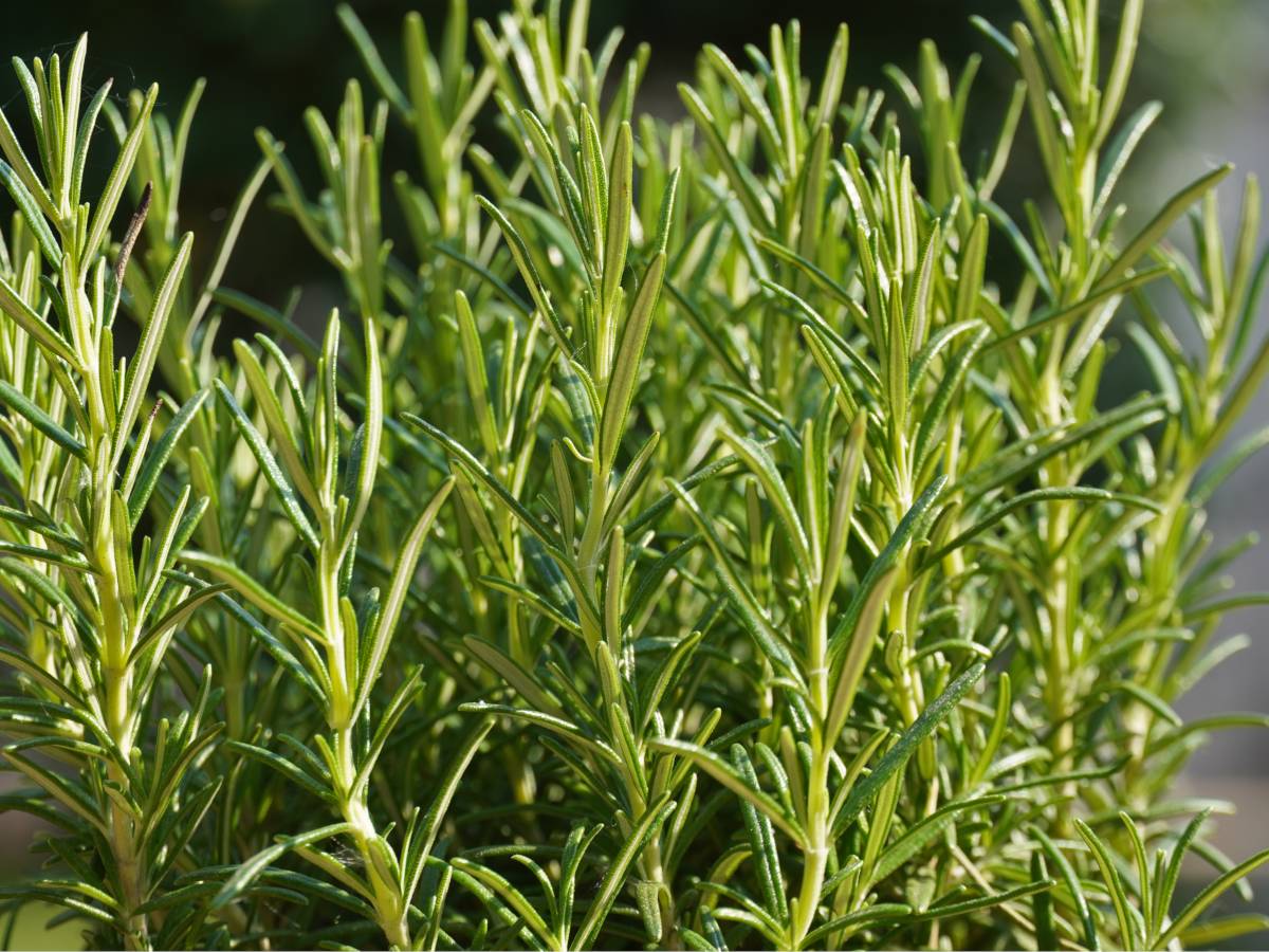 Rosemary - growing, care and harvest of rosemary