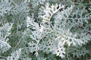 Silver ragwort