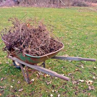A wheelbarrow with dead branches inside.