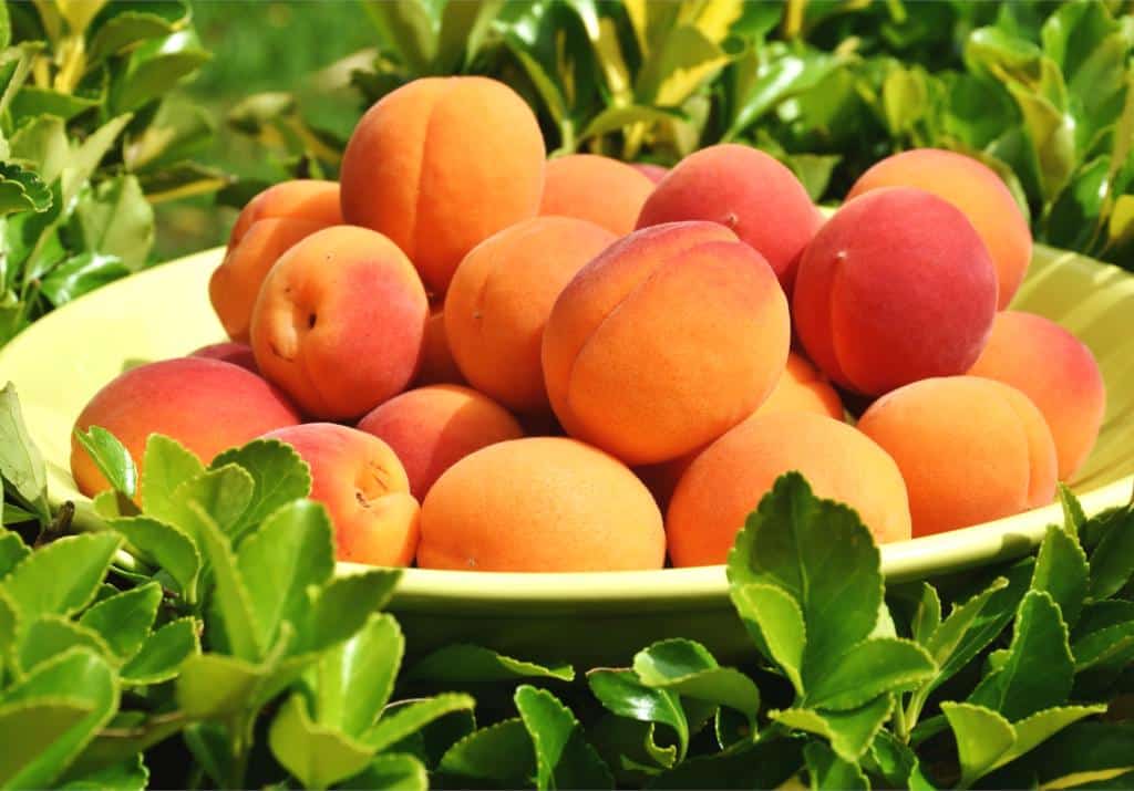 Health benefits of apricot are highest when eaten raw.