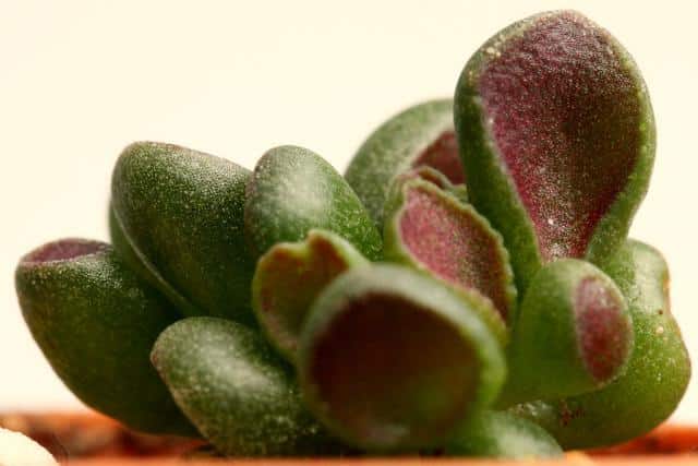 The 'Gollum' Jade tree cultivar sports tubular leaves with reddish insides.