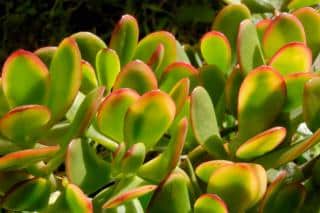 Light green to yellow red-rimmed leaves of the Crassula ovata 'Hummel's Sunset' Jade tree Crassula.