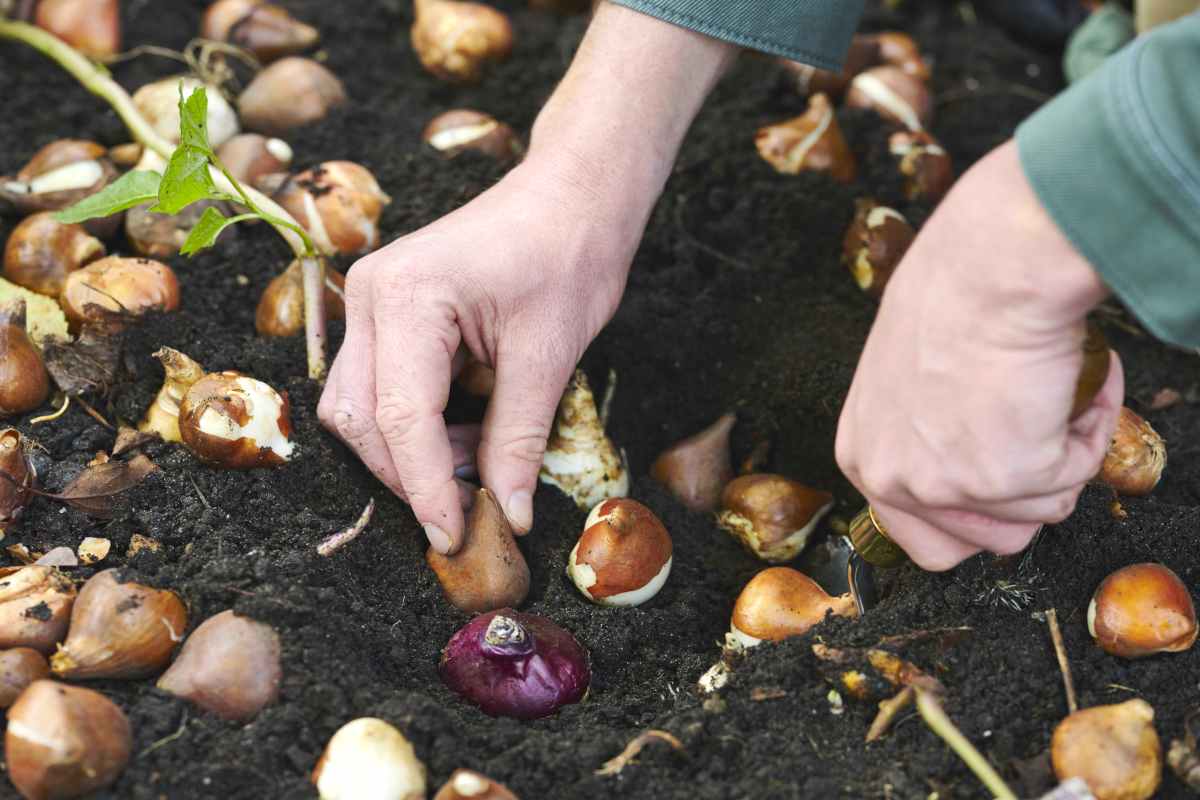 Gardener planting seeds and bulbs in fall
