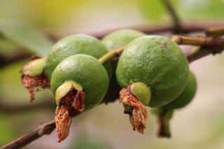 Nutritional value of guava