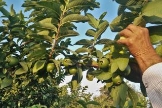 Harvest of guava