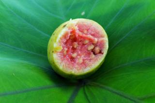 Guava on a leaf