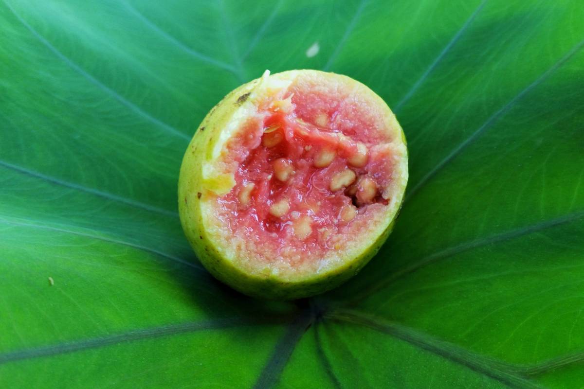 Guava - health benefits and therapeutic value