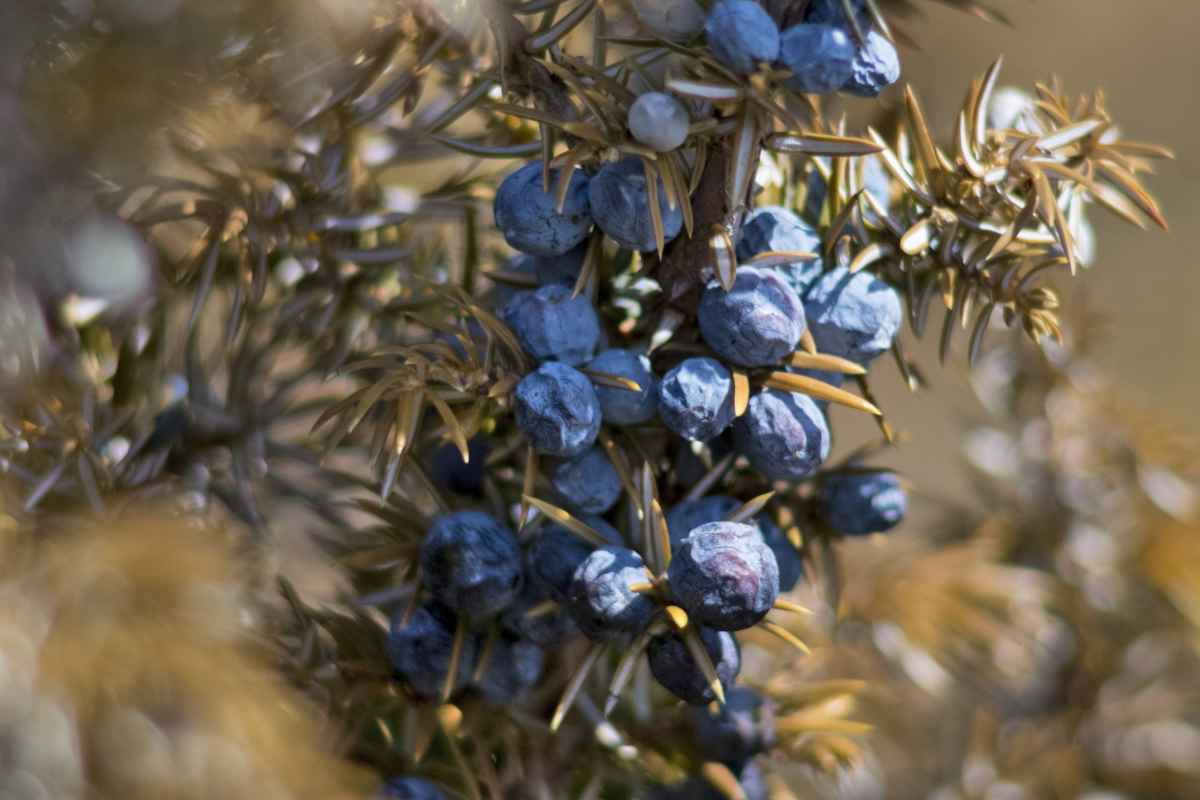 Juniper berries on the branch, blueish color