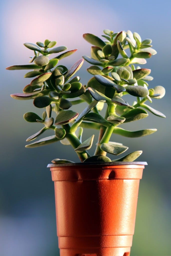 A plastic pot with a small Jade tree growing in it against a hazy background.