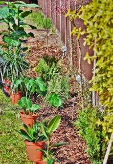 Pots and growing beds describe the work that can be done in the garden in June.