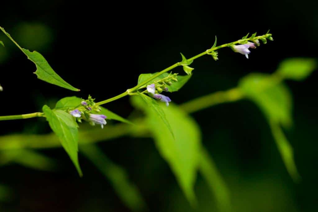 Benefits of the skullcap plant