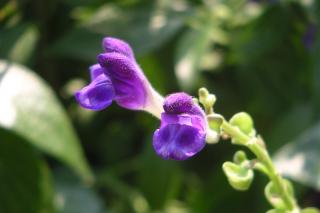 Scutellaria benefits, violet flowers blooming.