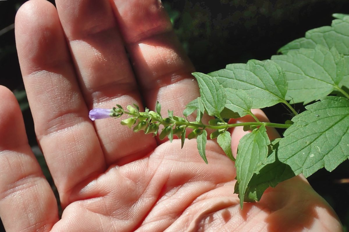 Skullcap (scutellaria) health benefits