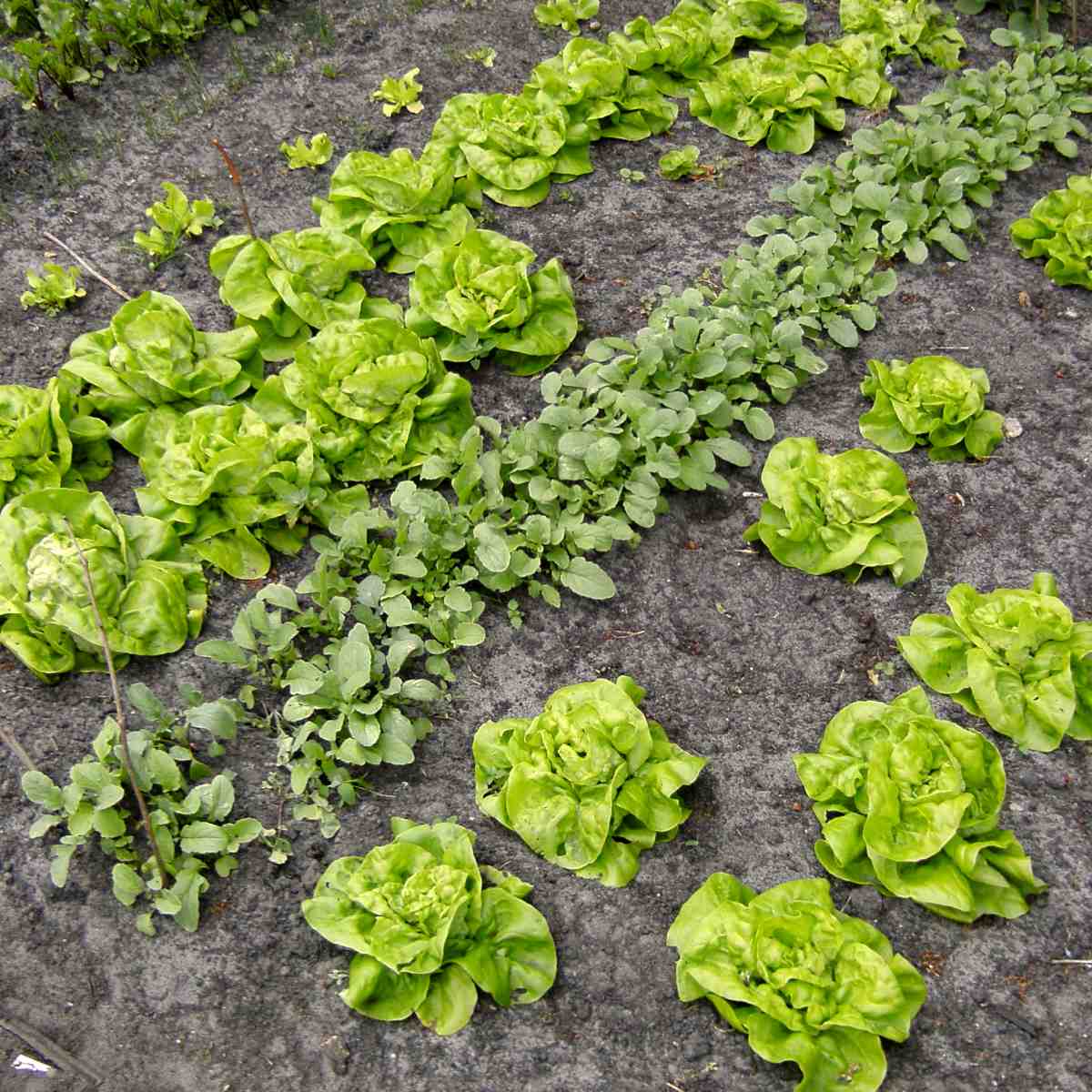 Rows of lettuce and radish sowed and planted in a spring vegetables patch.