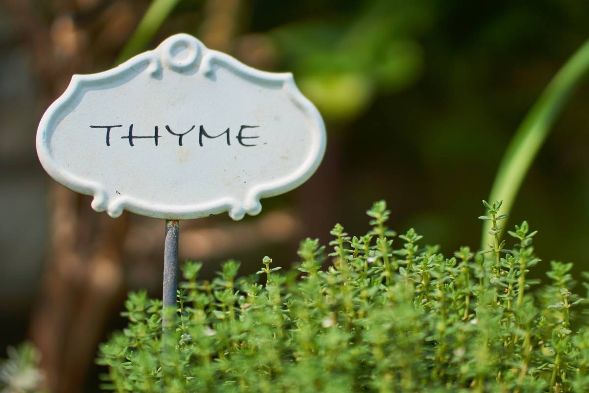 Thyme health benefits and therapeutic value