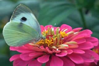 Butterfly on a zinnia