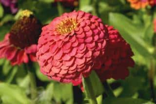 Zinnia care