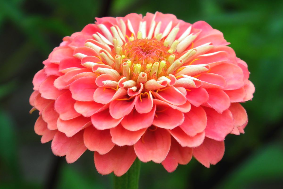 Zinnia   growing, sowing and advice on caring for it