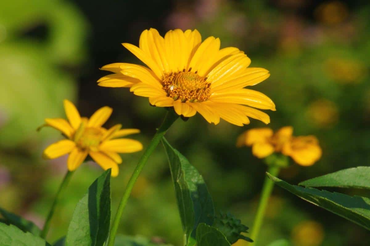 Bidens Planting Pruning And Advice On Caring For It
